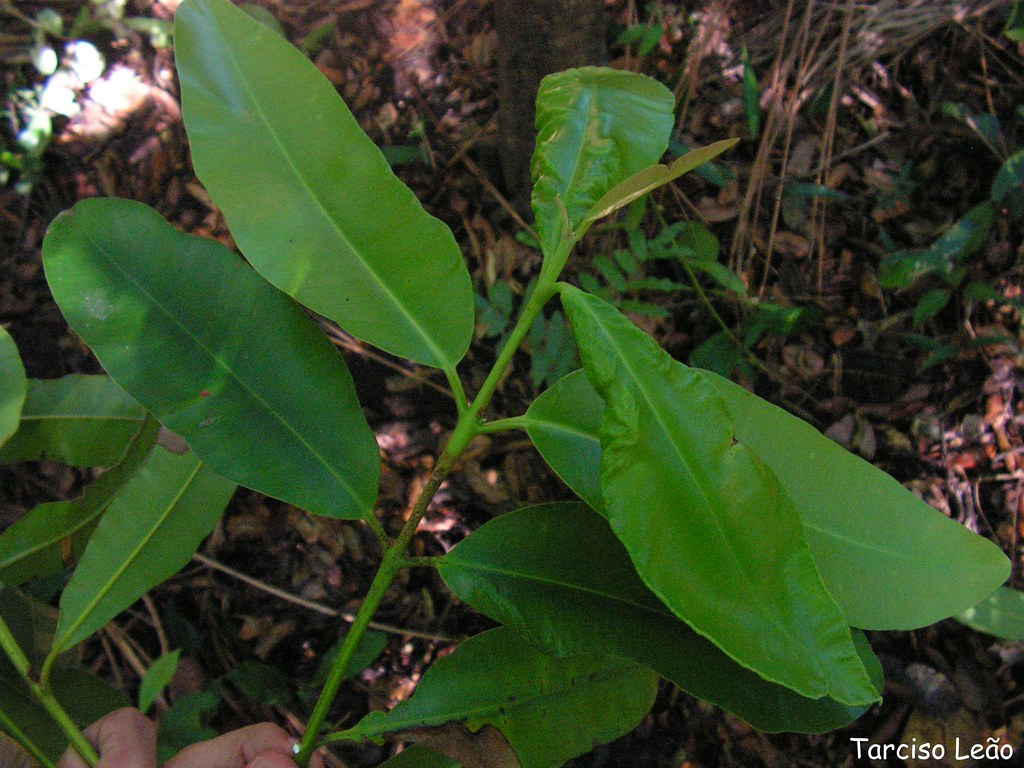 Calophyllum brasiliense, gulandi-carvalho