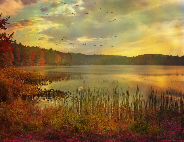 --autumn morning on the pond--