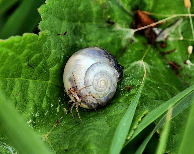 Snail and spider