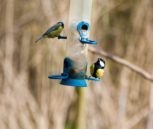 Great tit and blue tit on feeder