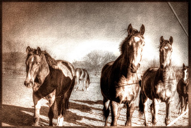 Pferdeherde - herd of horses