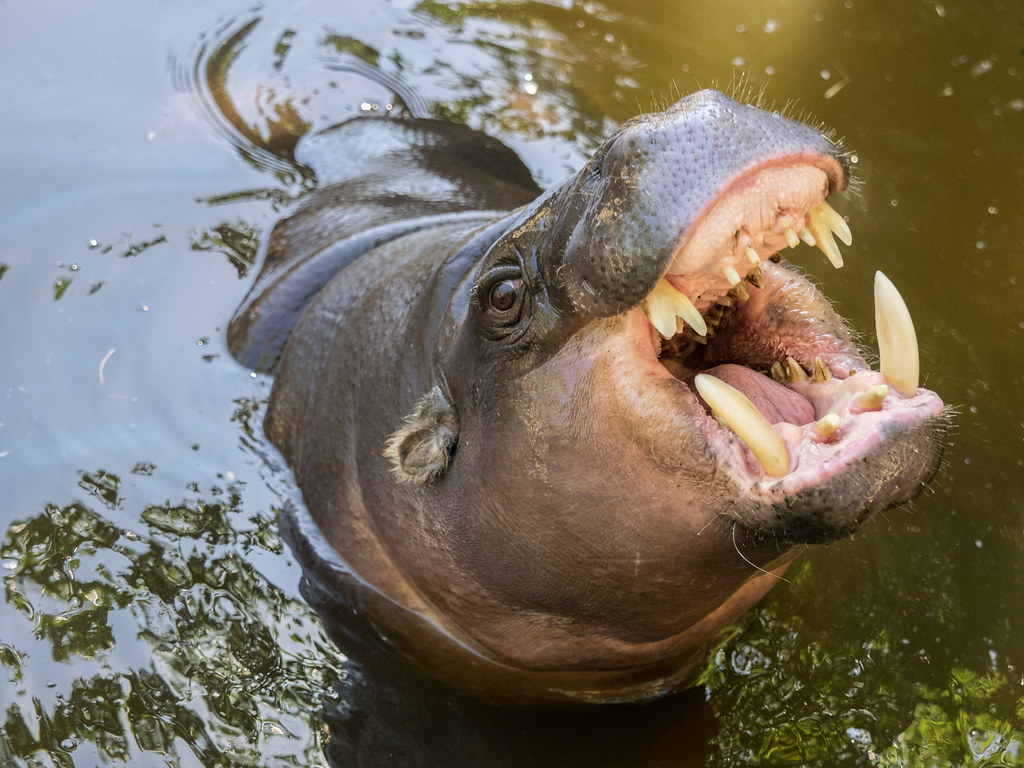 Pygmy Hippopotamus | Pygmy Hippopotamus at Zoo Lagos, Portug… | Flickr
