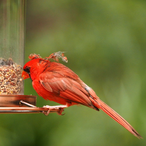 Cardinal | OLYMPUS DIGITAL CAMERA | carlinsc | Flickr