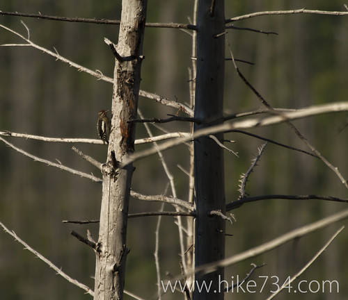 Juvenile Red-naped Sapsucker