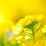 Yellow  world （菜の花）
