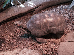 Tortoise 05-21-2009 2