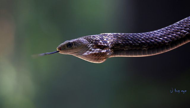 Indo-Chinese Rat Snake / Ptyas korros / งูสิงดง