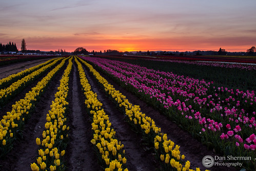 flowers light sunset sky clouds oregon spring unitedstates tulips pacificnorthwest woodburn tulipfields woodenshoetulipfestival