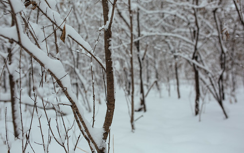 snow woods branches lowpov canon newberlin wisconsin nature cold december snowcovered quiet still winter depthoffield dof canoneos5dmarkiii sigma35mmf14dghsmart johnwestrock