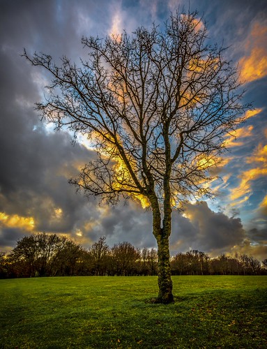 Fire Tree by James Waghorn, Another one from late afternoon on Christmas Day.winter england sky tree clouds countryside kent nik