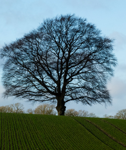 Oak tree in a field of winter wheat