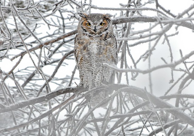 Frost covered Great Horned Owl