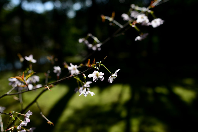 Japan Kyoto . 日本.京都 Cherry blossom & light 光 DSC_6244