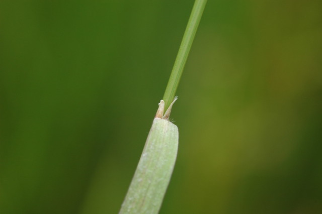 Agrostis gigantea (Redtop, Black bent / Hoog struisgras)