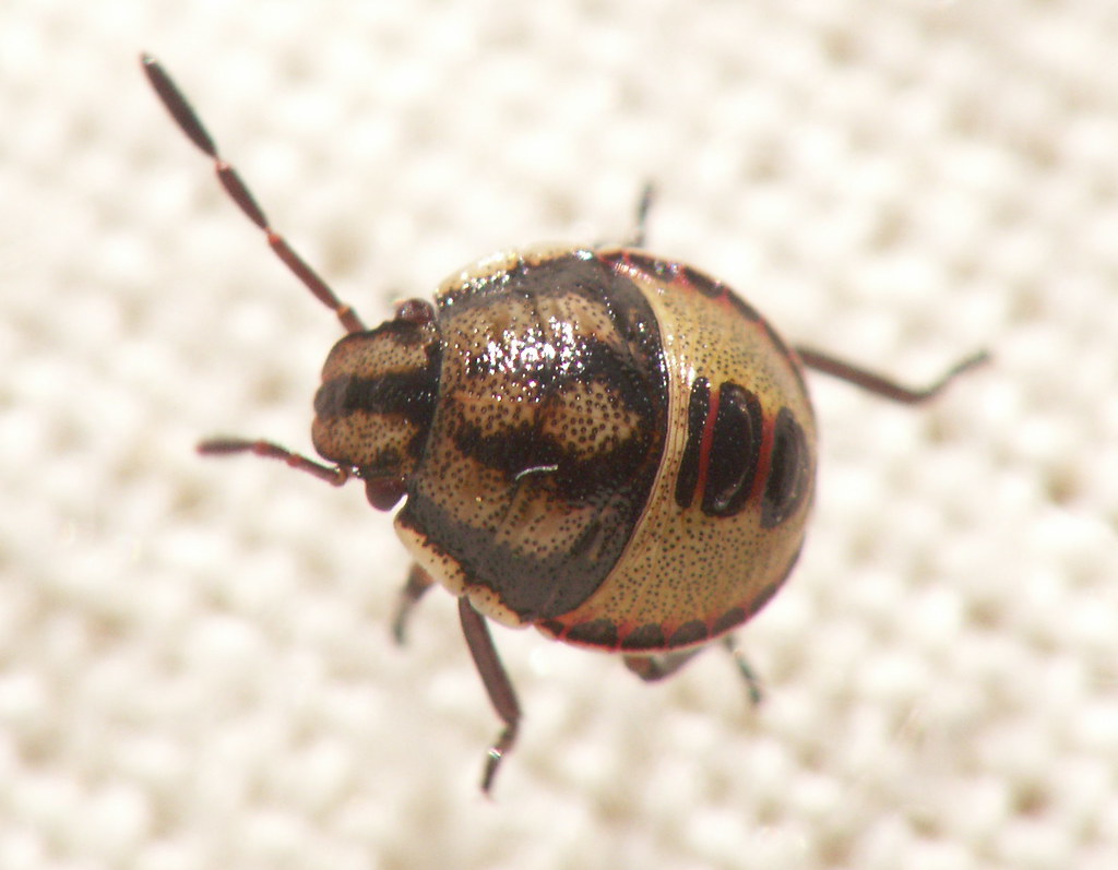 Pentatomidae - Piezodorus lituratus - Gorse Shieldbug nymph