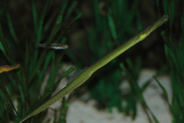 Syngnathus typhle (Broadnosed pipefish / Trompetterzeenaald)