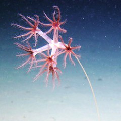 Sönke Johnsen, professor of Biology at Duke University, and his colleagues are studying the deep-sea benthic environment in the Gulf of Mexico, flying their robotic deep-sea vehicle for about eight hours each day The image is an in situ photograph of a se