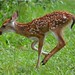 Flickr photo 'White-tailed Deer Fawn, Virginia' by: Dave Govoni.