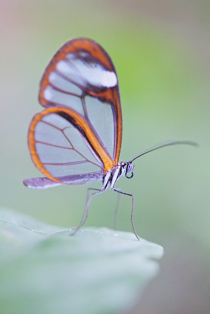 Clearwing butterfly (9)