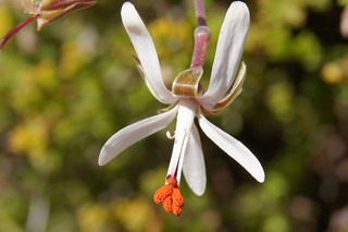 Pelargonium dasyphyllum, flower