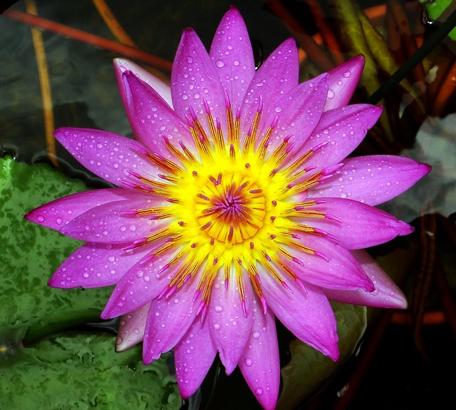 Water Lily  #54: PINK  #2