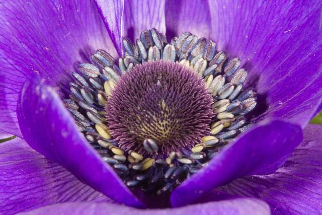 Purple anemone macro