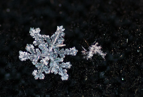 2016-17 Snowflake #31 | by the Mack4