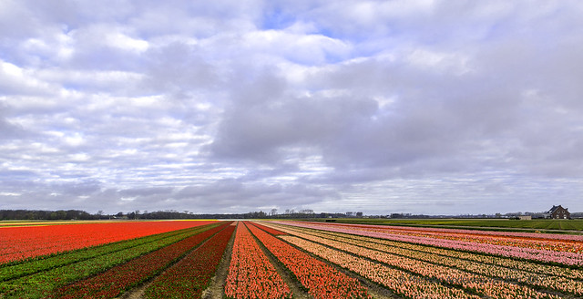 Dutch spring colors
