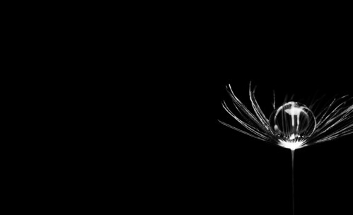 Samen der Loewenzahnbluehte | by Ts_oo_m_oo