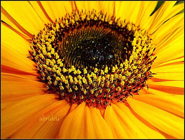 Sunflower Crentre