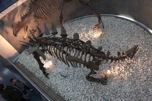 Tuojiangosaurus Multispinus