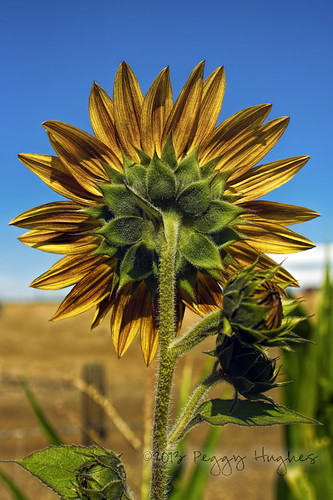 california flowers blue green floral field yellow vertical gold one flora sunflower behind rearview peggy yucaipa ©allrightsreserved ©peggyhughes