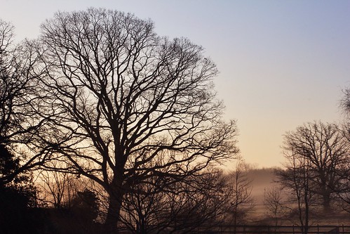 trees silhouette fog sunrise snapseed 173652014