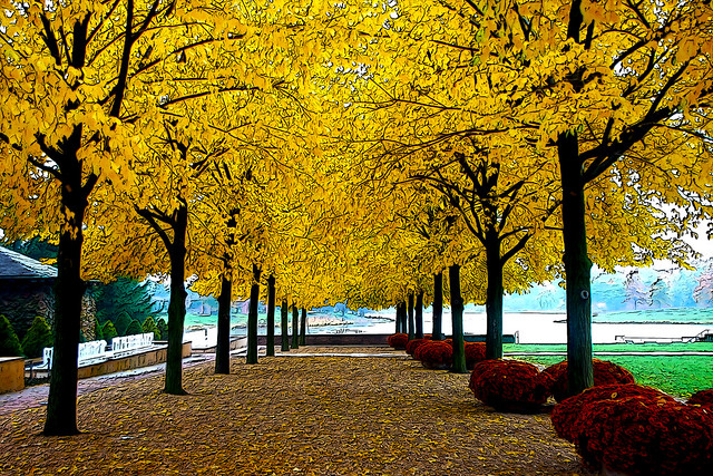 Chicago Botanic Gardens, November 02, 2013, Yellow Tree Canopy 101-1 full bp sbpx by stew says ישעיה טשערויין