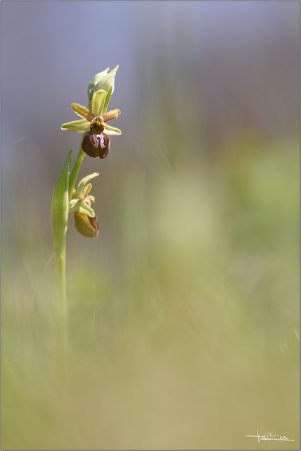 Ophrys sphegodes 2017.