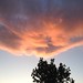 Sunset cloud kisses tree