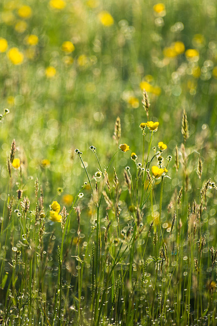 The Knapp 2013 - Dew in the Buttercups 2