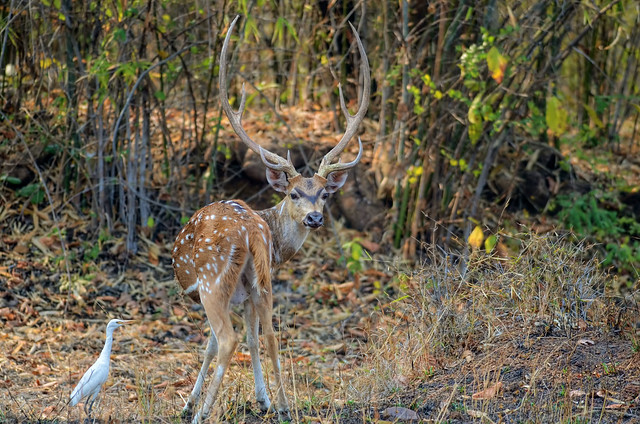 You have my attention...[Nikon][D7000][300mm F4 AF-S][India]