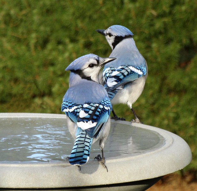 Blue Jays at the Frozen Bird Bath