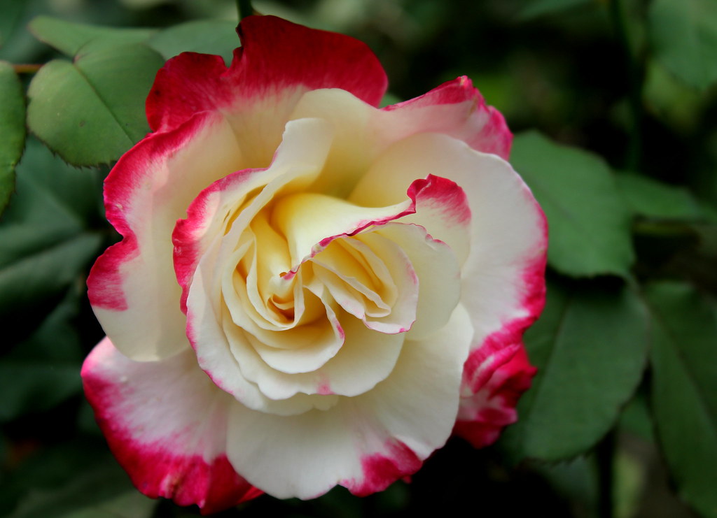 IMG_1268 | Rose in my garden | Subhendu Mondal | Flickr