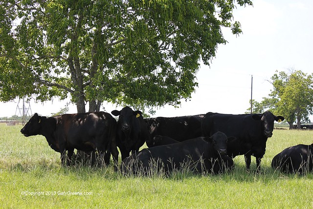 Cows in Waller County