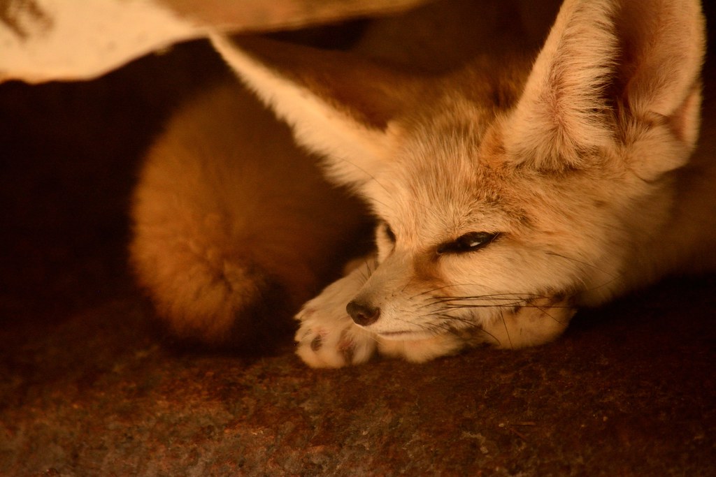 Fennec Fox sleeping