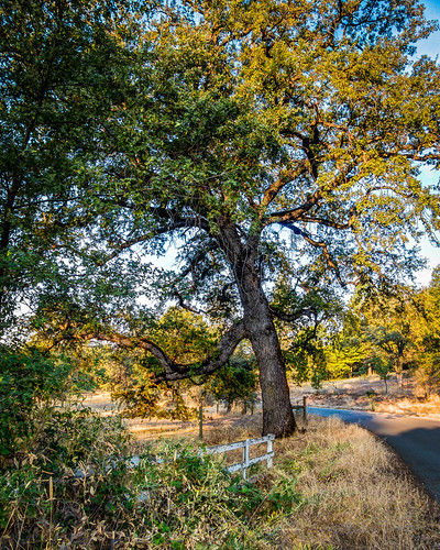morning tree fence oak highdynamicrange grassvalley sdosremedios size5x4 ©stevendosremedios polarisroad