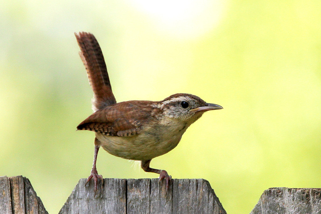 Carolina Wren