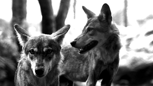 Wolves Be Chill | by AryavratDutt