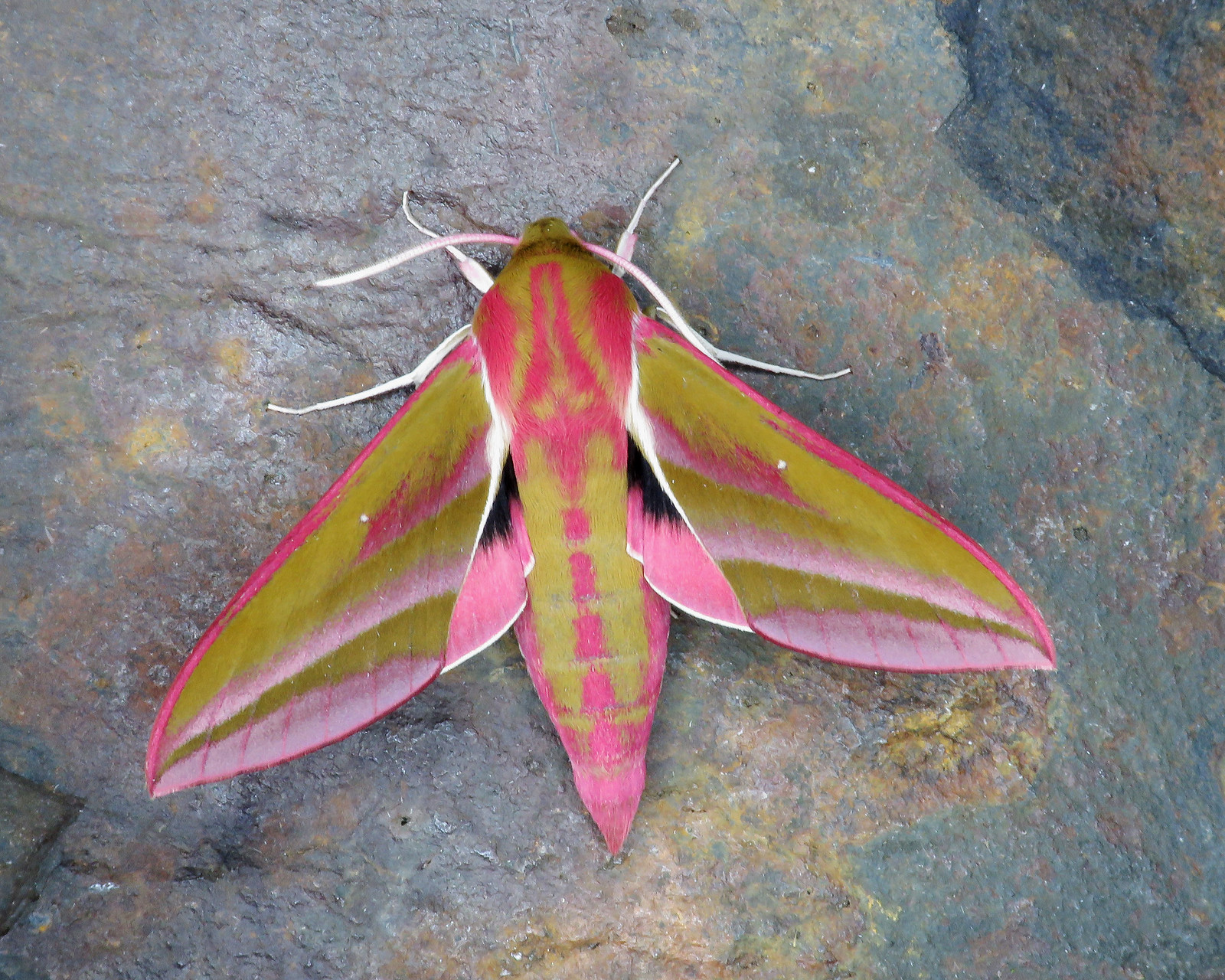69.016 Elephant Hawk-moth - Deilephila elpenor