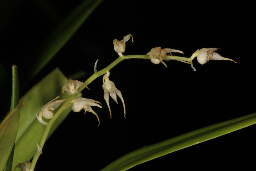 Bulbophyllum flavescens 2015-06-08 03