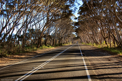 road trees corridor australia eucalyptus southaustralia kangarooisland americanriver myrtaceae penneshaw corridoor sugargum tunneloftrees outdoortree eucalyptuscladocalyx buickrd hogbayrd