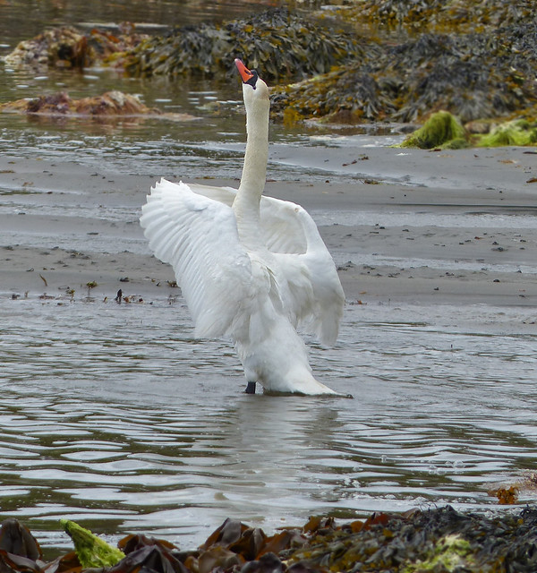 swan at Ardbeg