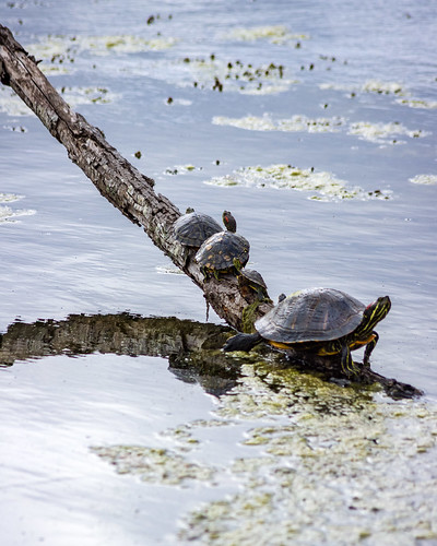 Turtle Talking | Turtles sunning on a partially submerged tr… | Flickr